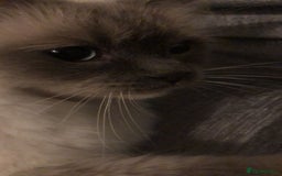 Ragdoll cats for sale: 2 x GCCF Registered Ragdolls for Sale - Image 12