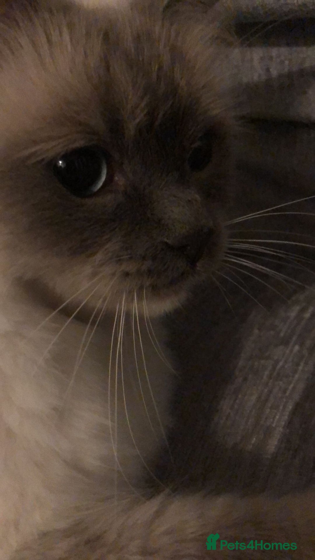 Ragdoll cats for sale: 2 x GCCF Registered Ragdolls for Sale - Image 12