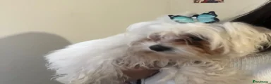 Bichon Frise 2