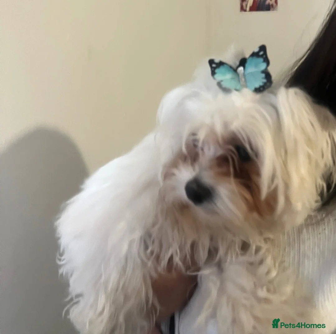 Bichon Frise dogs for sale: Beautiful bichon  in Wolverhampton - Advert 2