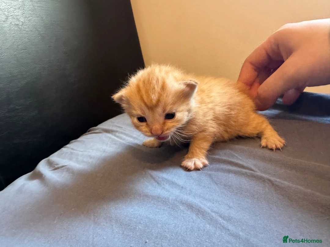 Mixed Breed cats for sale: Ginger kittens  - Advert 13
