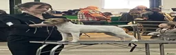 Parson Russell dogs for stud: KC Registered Parson Russell Terrier Stud - Advert 2