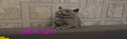 British Shorthair cats for sale: British Blue Shorthair kittens, GCCF pedigree - Advert 13