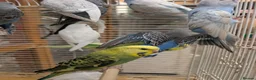 Budgerigars birds for sale: Baby budgies  in Nottingham - Advert 4