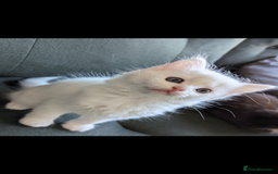 Ragdoll cats for sale: Ragdoll kittens - Advert 15