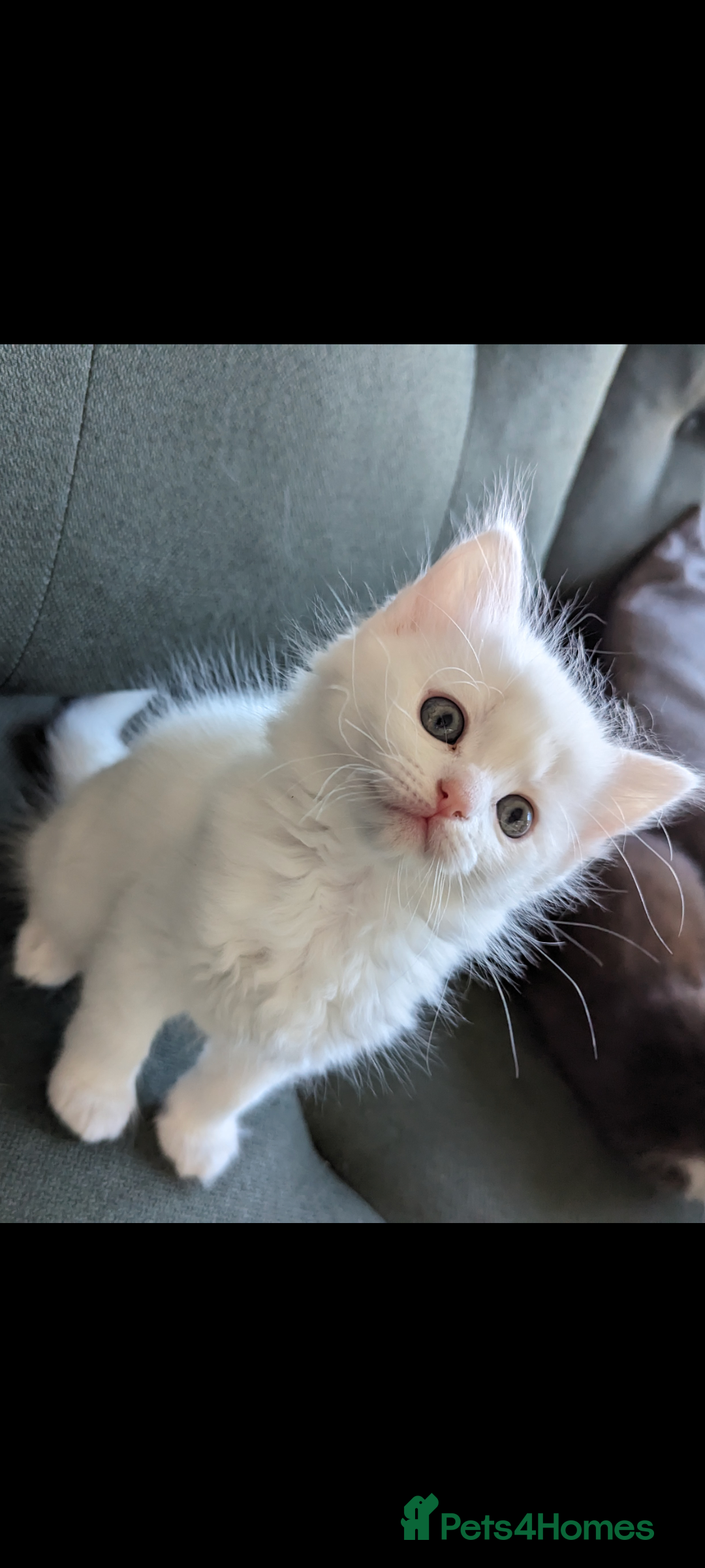 Ragdoll cats for sale: Ragdoll kittens - Advert 15