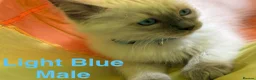 Ragdoll cats for sale: 💙 5 Pure Ragdoll Kittens Available For Sale 💙 - Advert 15