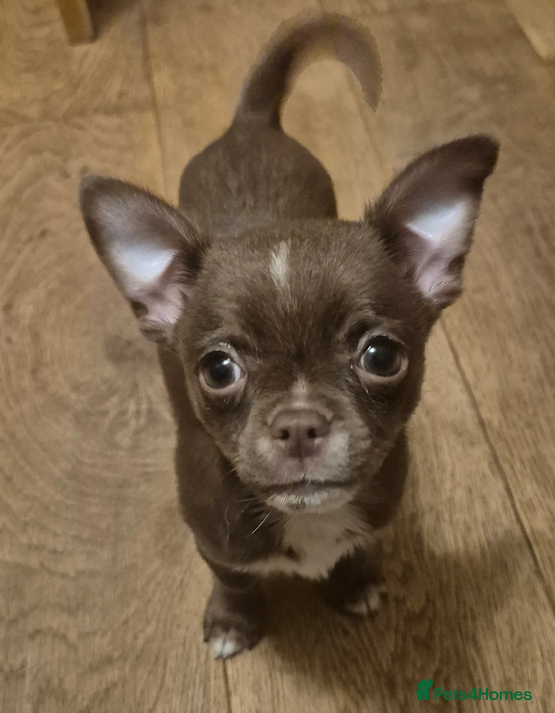 Chihuahua dogs for sale: KC chihuahua puppies  - Advert 6