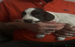 Sprocker dogs for sale: 5 beautiful puppies they were born on the 16/10/25 - Image 6