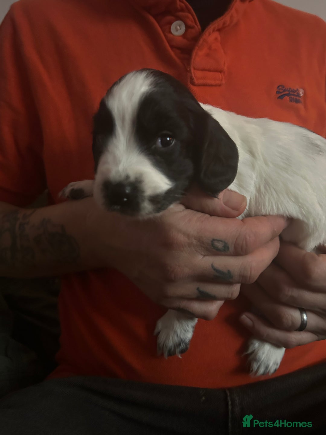 Sprocker dogs for sale: 5 beautiful puppies they were born on the 16/10/25 - Image 6