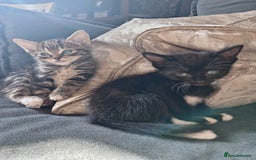 Mixed Breed cats for sale: 5 super cute mixed kittens - Image 7