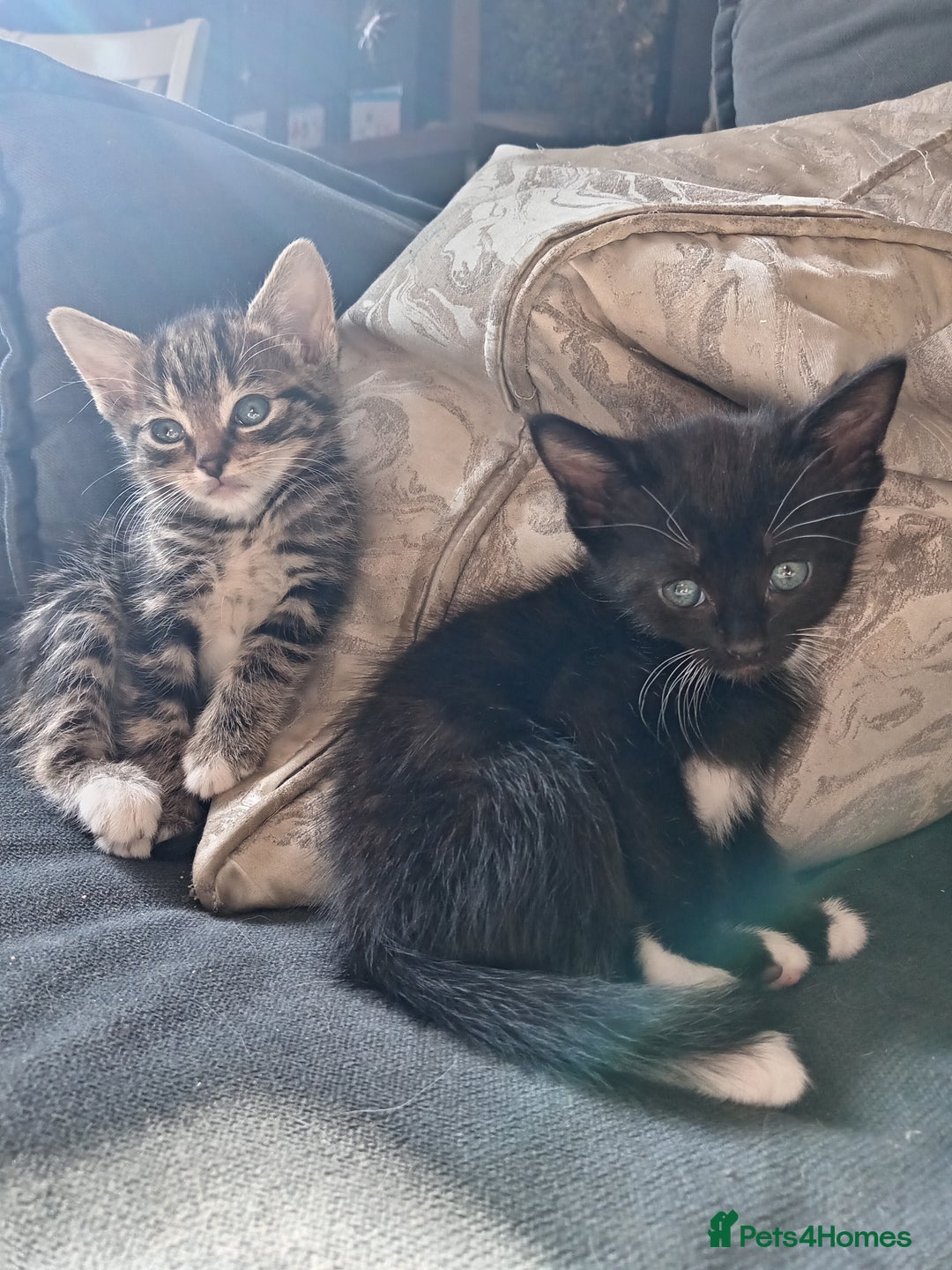 Mixed Breed cats for sale: 5 super cute mixed kittens - Image 7