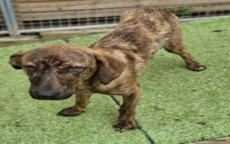 Mixed Breed dogs for adoption: Kobi - In Ayr Looking for a home  - Image 7