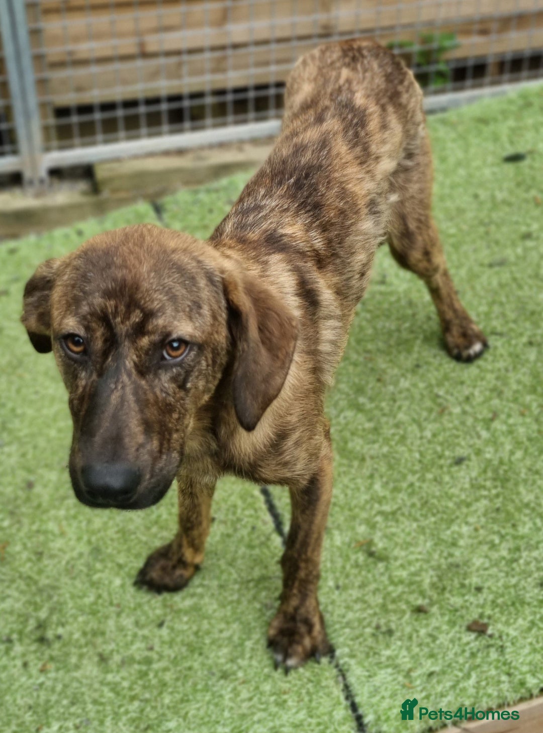 Mixed Breed dogs for adoption: Kobi - In Ayr Looking for a home  - Image 7