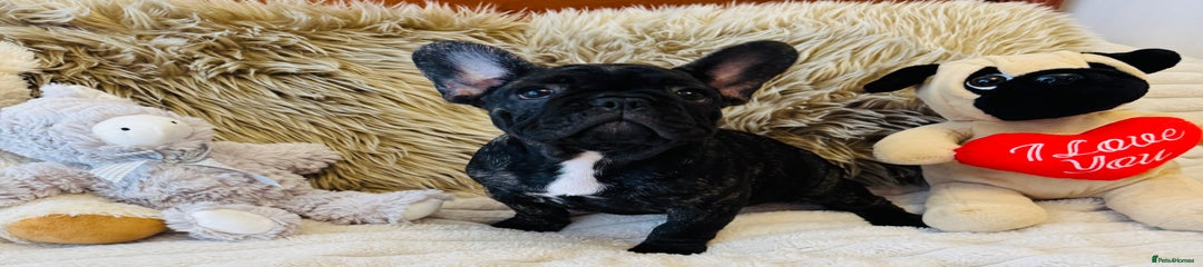 French Bulldog Puppy 1