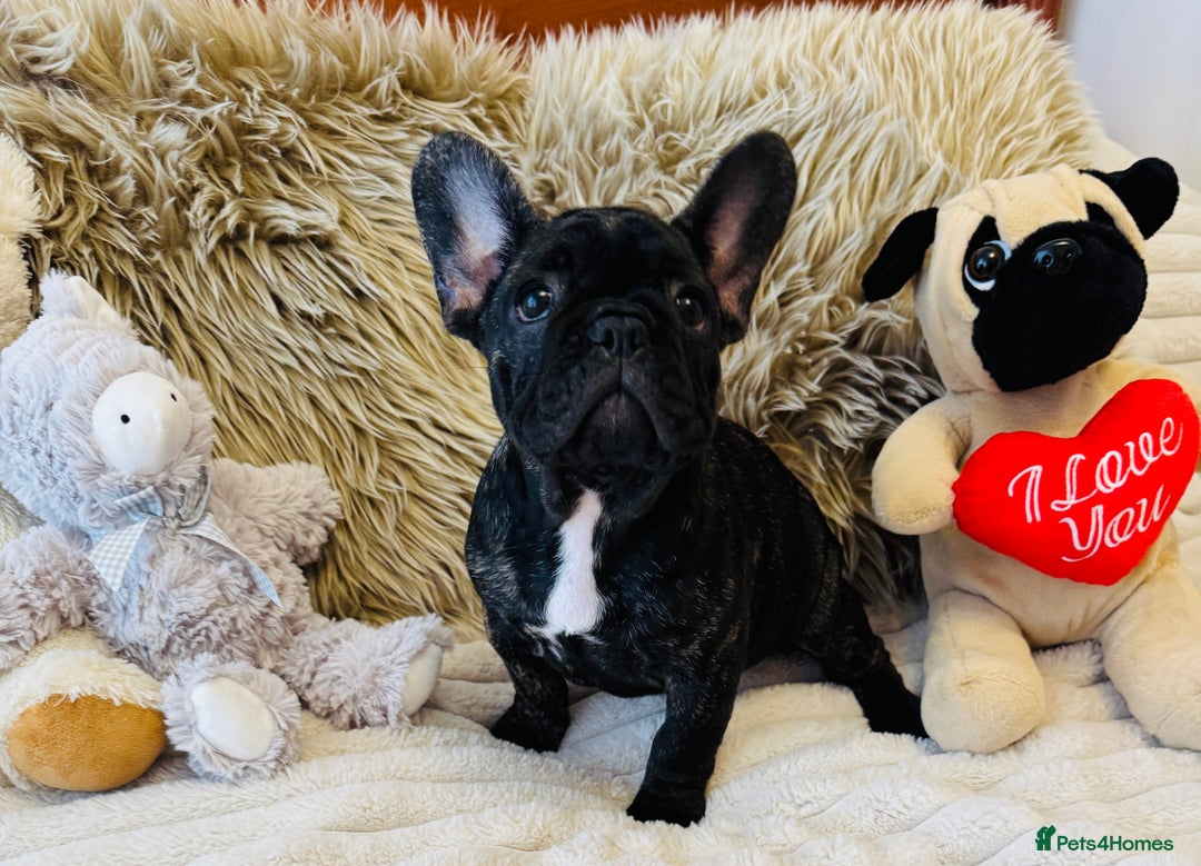French Bulldog dogs for sale: 🏆KC registered, Standard French Bulldog Puppies🏆 - Image 29