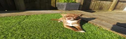 Chihuahua dogs for sale: Beautiful Smooth Coat Chihuahua - Advert 4