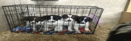 Mixed Breed dogs for sale: Sprollies - Advert 10