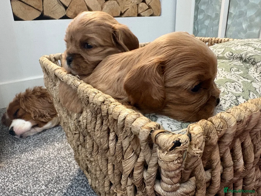 Cavalier King Charles Spaniel dogs for sale: 6 Ruby KC reg cavalier puppies  - Advert 2