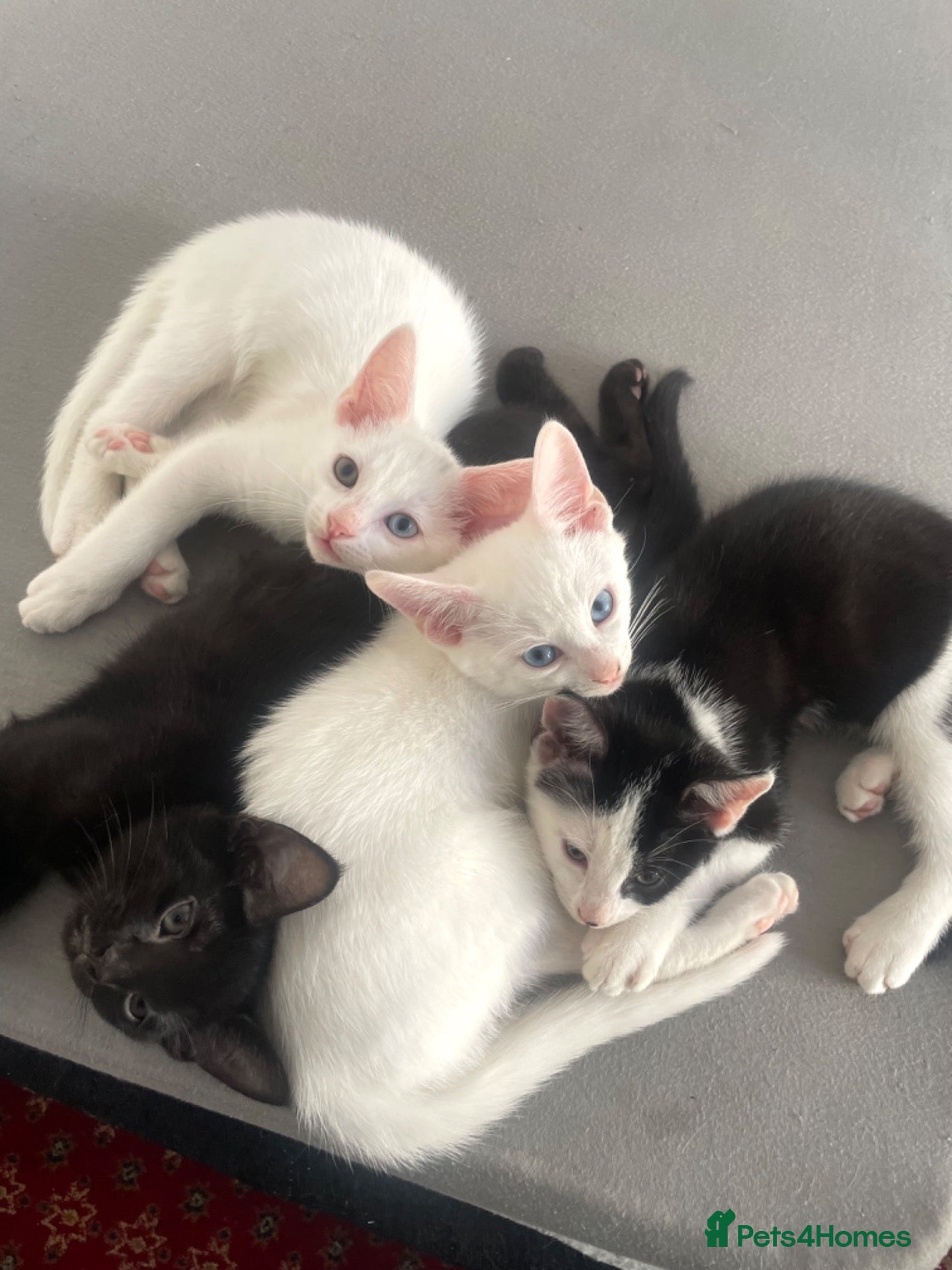 Mixed Breed cats kittens ready for their new homes (ALL MALE!!) - Advert 9
