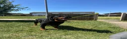 Rottweiler dogs for sale: Female Rottweiler  in Aylesbury - Advert 7