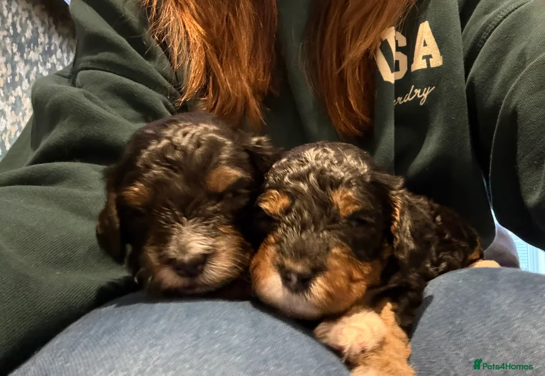 Cavapoo dogs for sale: Beautiful F1b Cavapoo Puppies - Only 3 left  - Advert 14