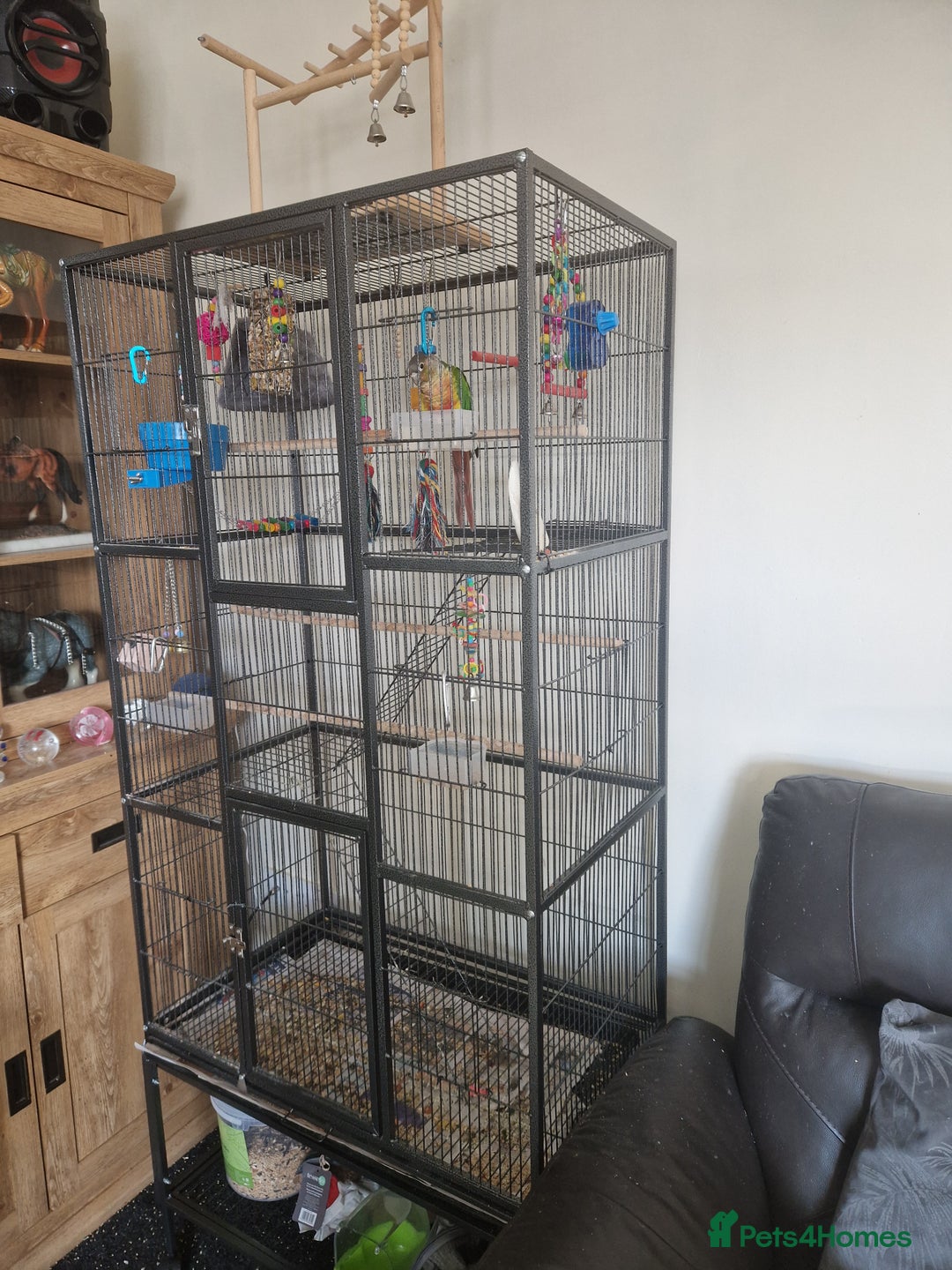 Conures birds for sale: Conure hand tame  - Image 2