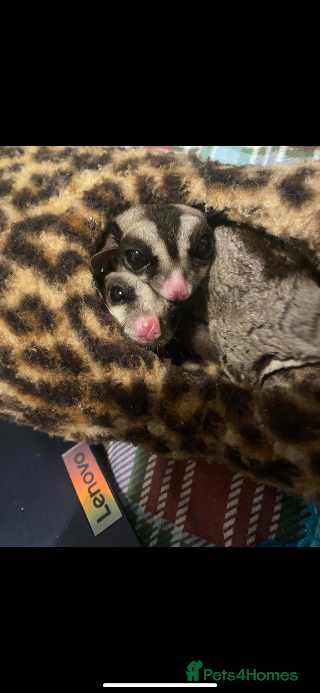 Sugar Glider rodents for sale: 3 Sugar Gliders for sale - Image 2