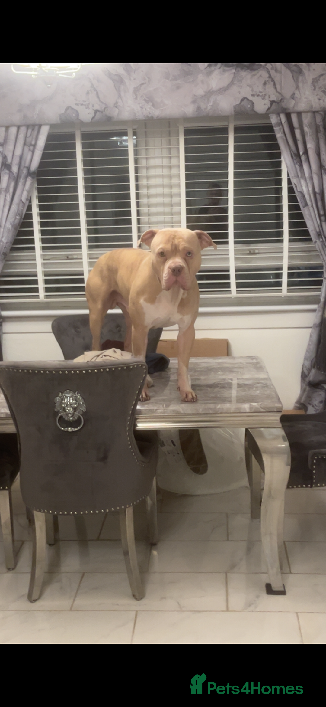 American Bulldog dogs for stud: American bulldog X for stud  - Advert 3