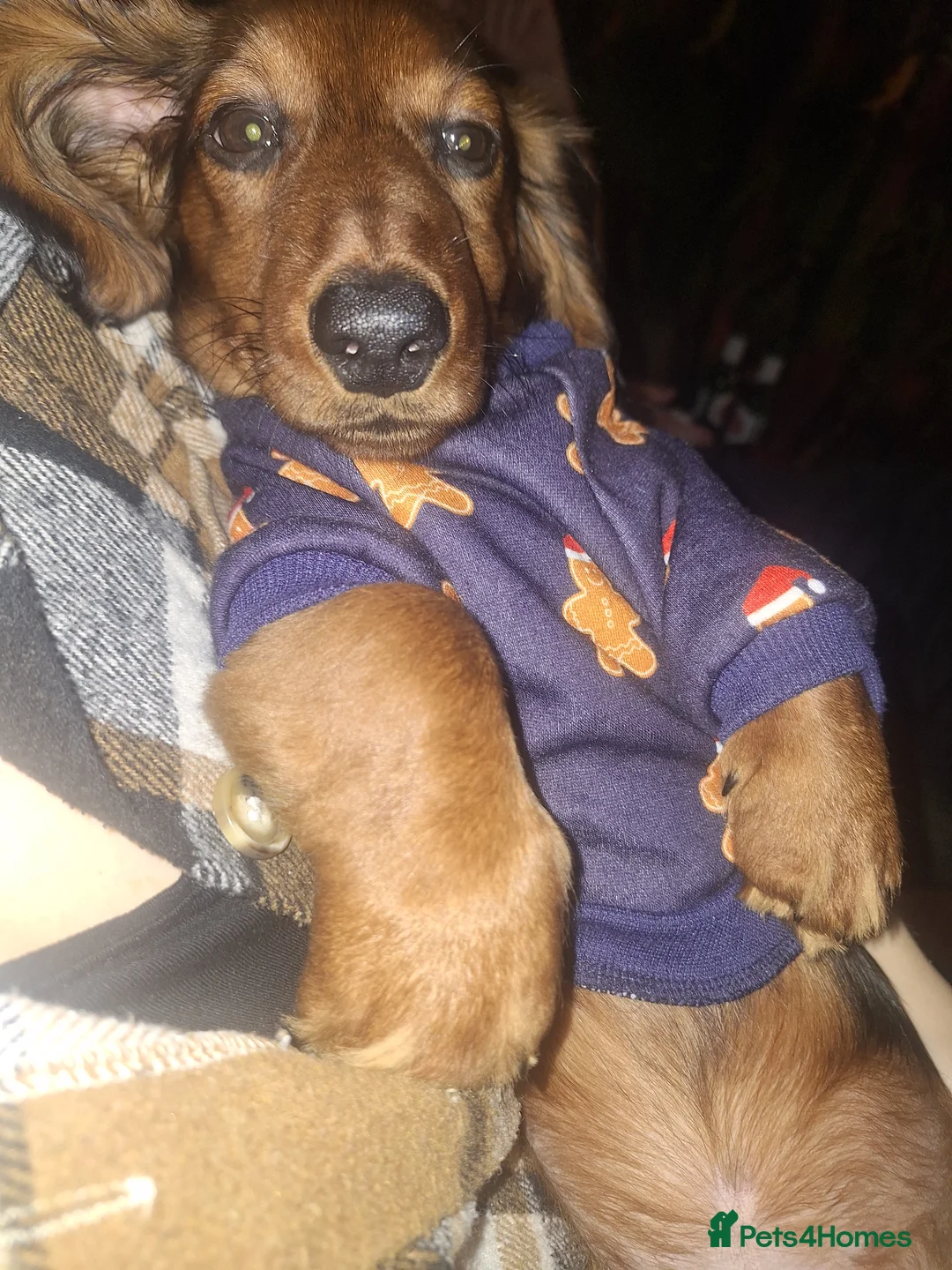 Miniature Dachshund dogs for sale: 6 month miniature long hair dachshund - Advert 11