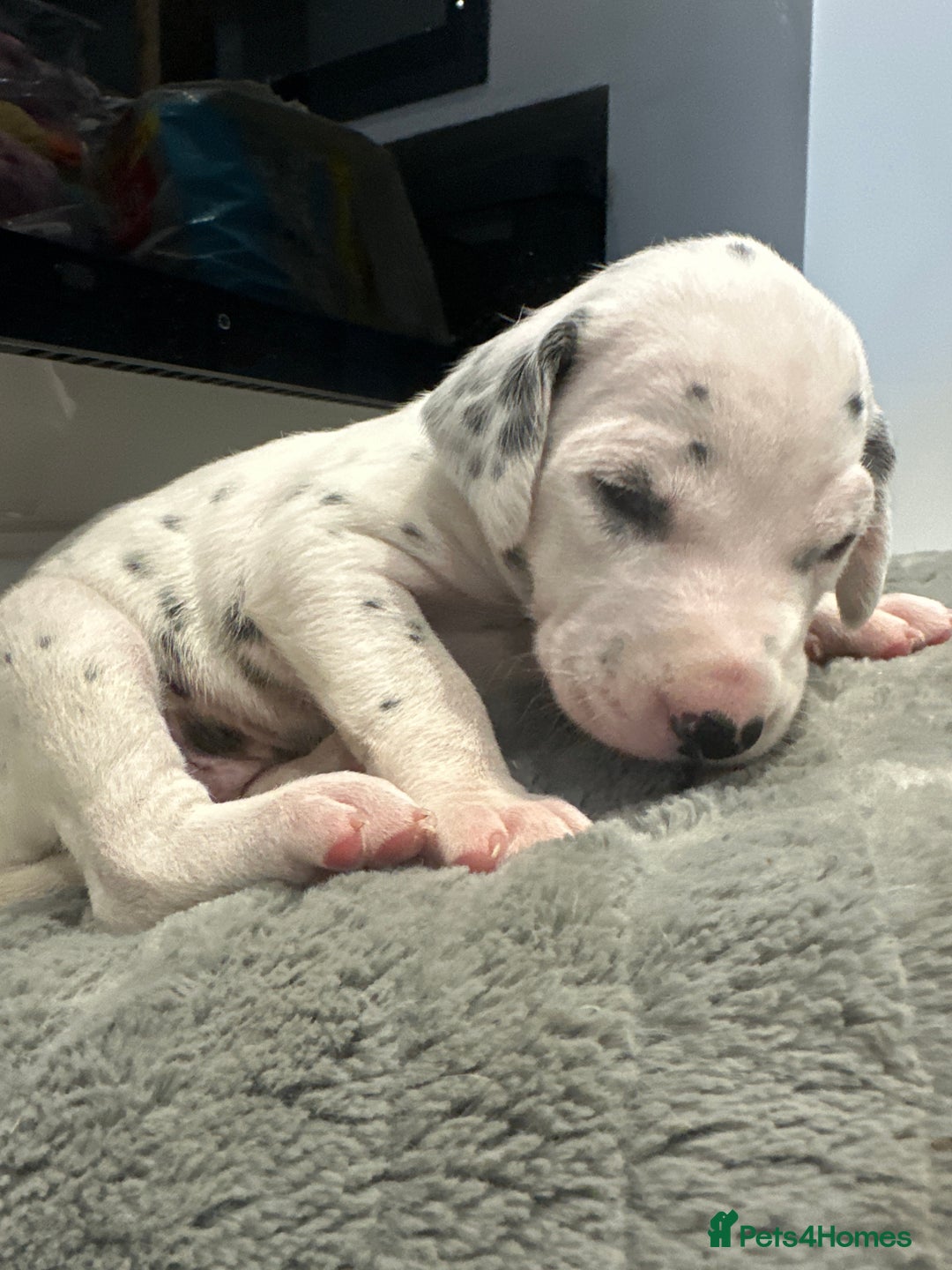Dalmatian dogs for sale: 🐾2 left🐾 top pedigree pups - Advert 9