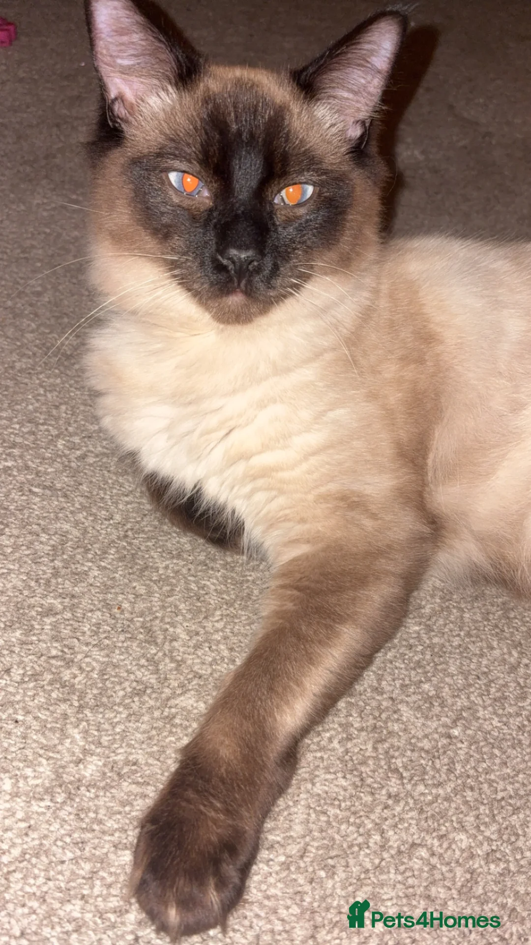 Ragdoll cats for sale: King and Queen ragdoll  - Advert 6