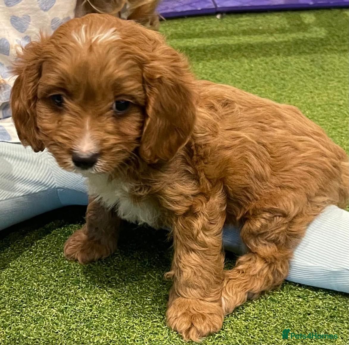 Cavapoo dogs Adorable Cavapoo Puppies Looking for Forever Homes - Advert 4