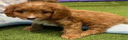 Cavapoo dogs for sale: Adorable Cavapoo Puppies Looking for Forever Homes - Advert 3