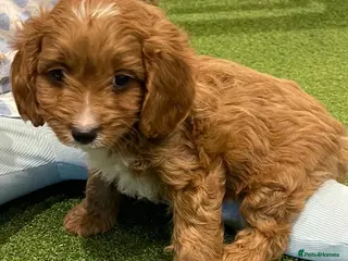 Cavapoo dogs Adorable Cavapoo Puppies Looking for Forever Homes - Advert 4