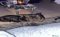 American Bully dogs for sale: Pocket bully - Advert 2