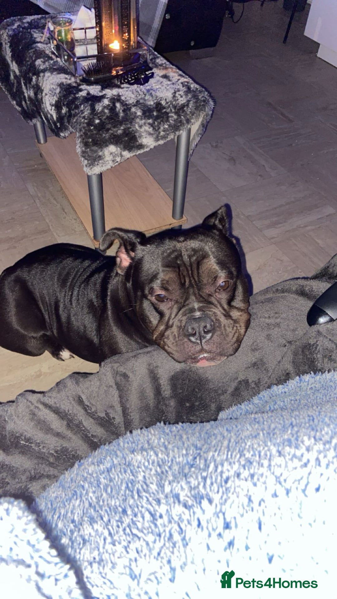 American Bully dogs for sale: Pocket bully - Advert 2