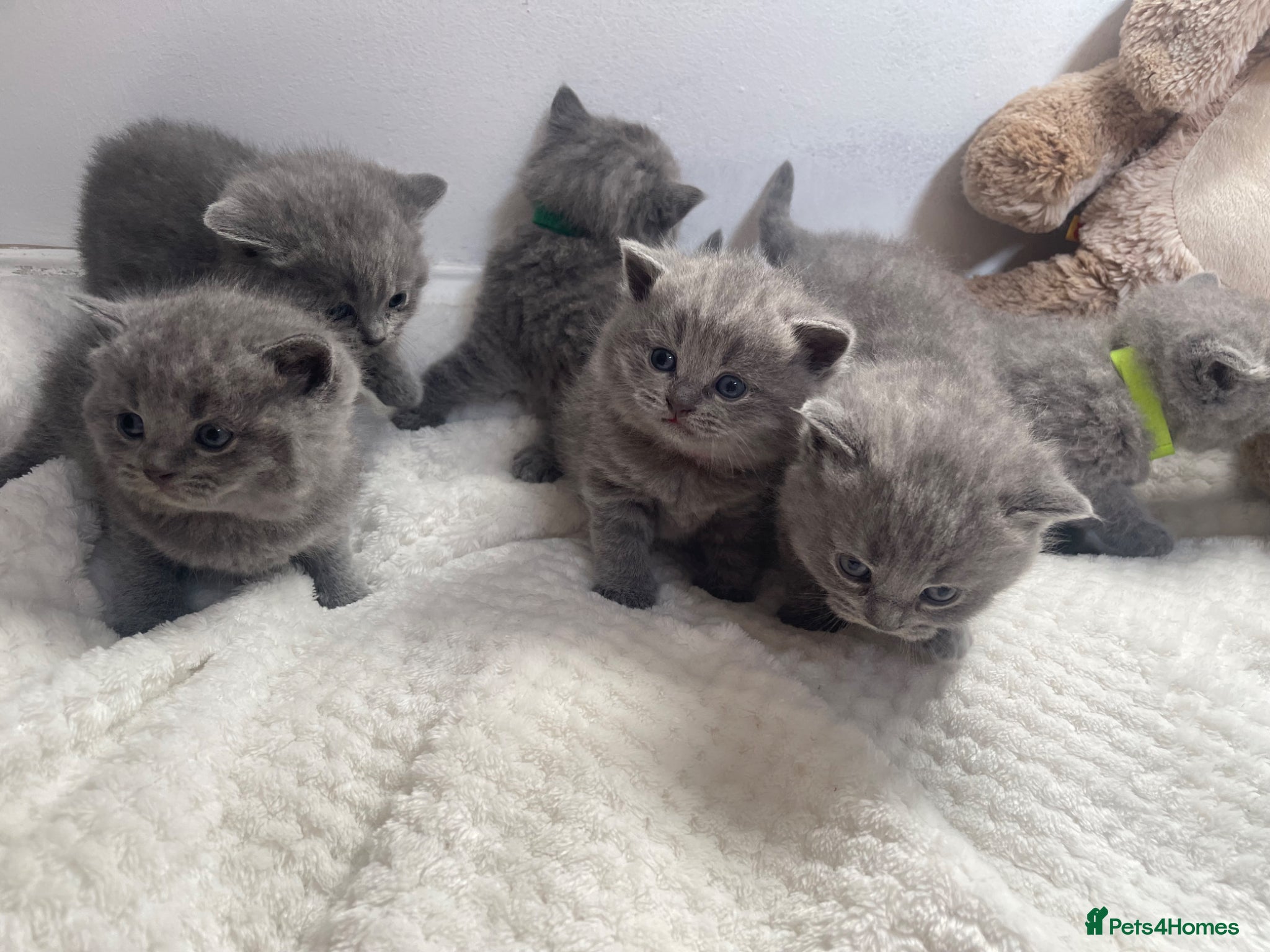 British Shorthair cats Purebred Certified Kittens Ready for Loving Homes - Advert 1