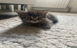 Mixed Breed cats for sale: Sweet Little Kittens Searching for Forever Home - Image 14