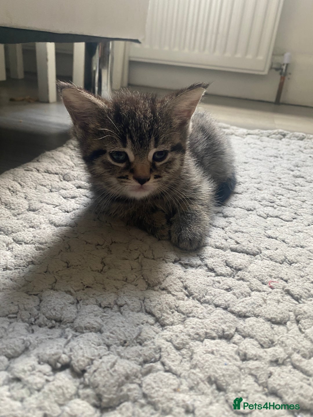 Mixed Breed cats for sale: Sweet Little Kittens Searching for Forever Home - Image 14