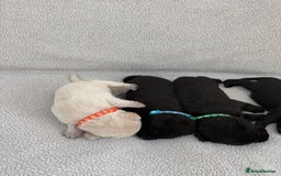 Labrador Retriever dogs for sale: Stunning Labrador Puppies - Image 6