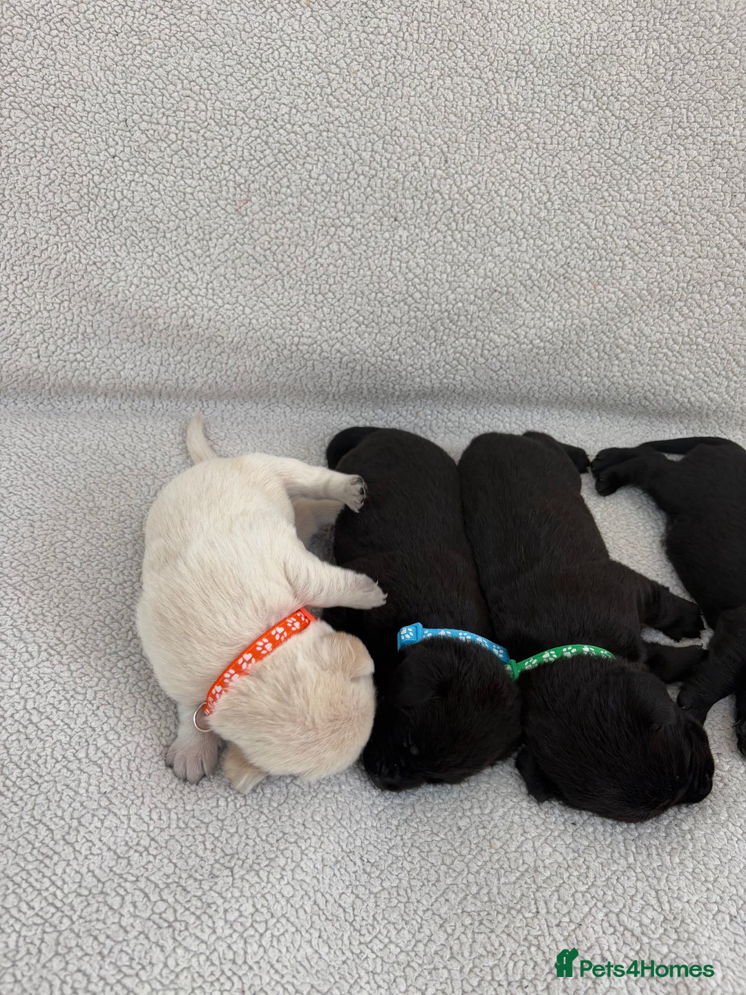 Labrador Retriever dogs for sale: Stunning Labrador Puppies - Image 6