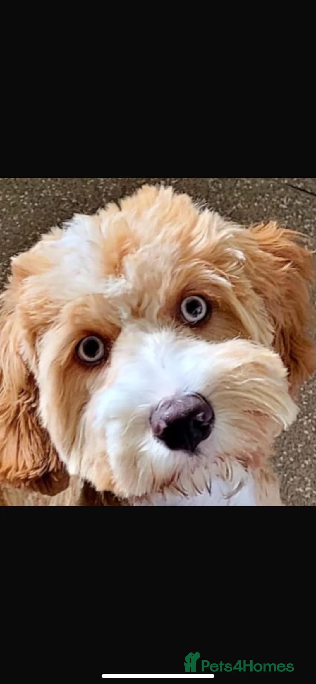 Cavapoo dogs for sale: Stunning blue eyed Cavapoo boy - Advert 1