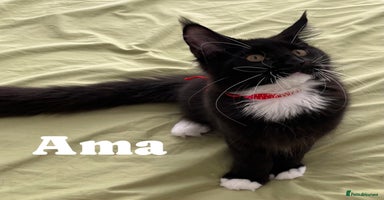 Maine Coon cats - Advert 5