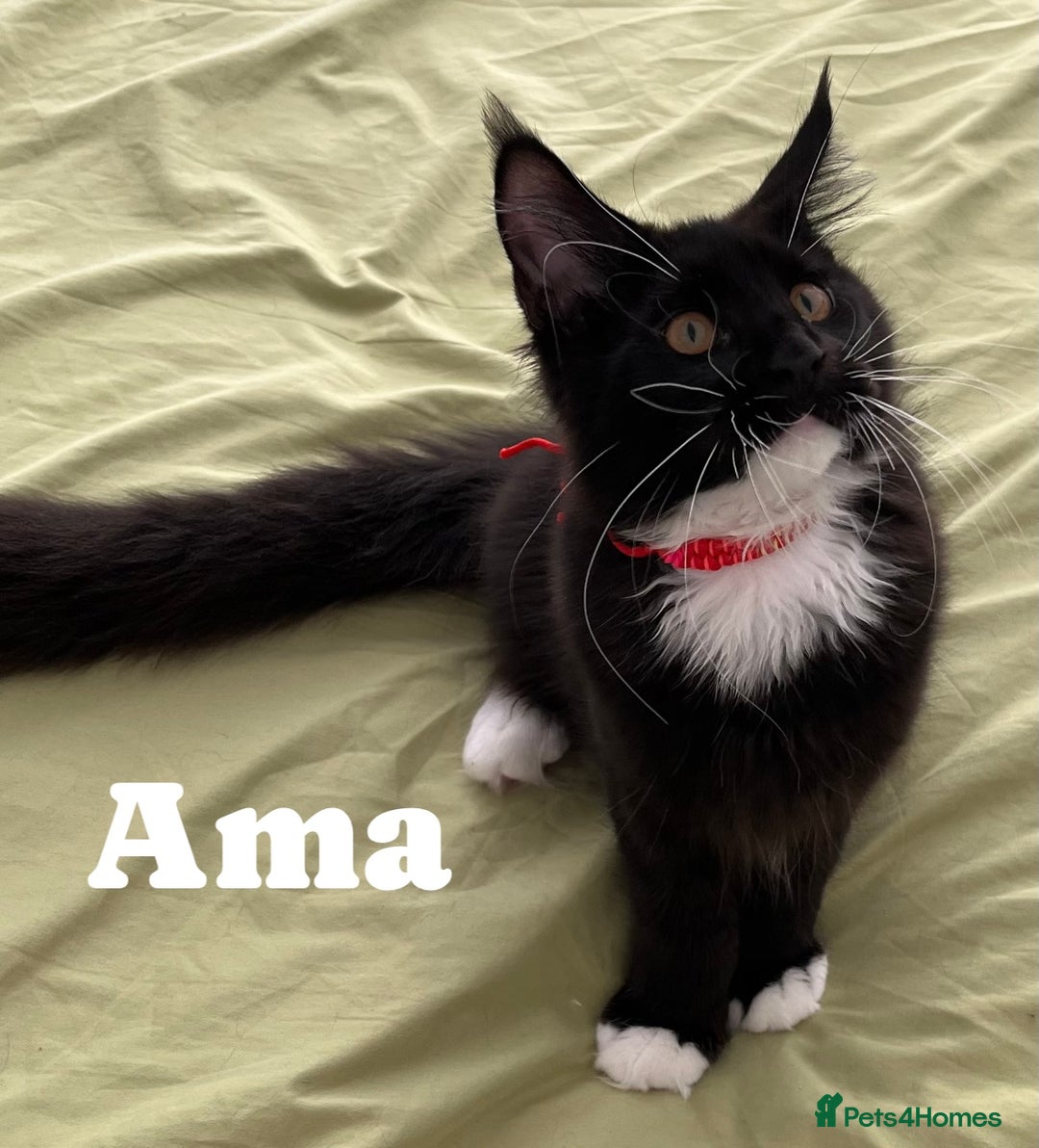 Maine Coon cats for sale: GCCF active / domestic Maine Coon  - Image 6