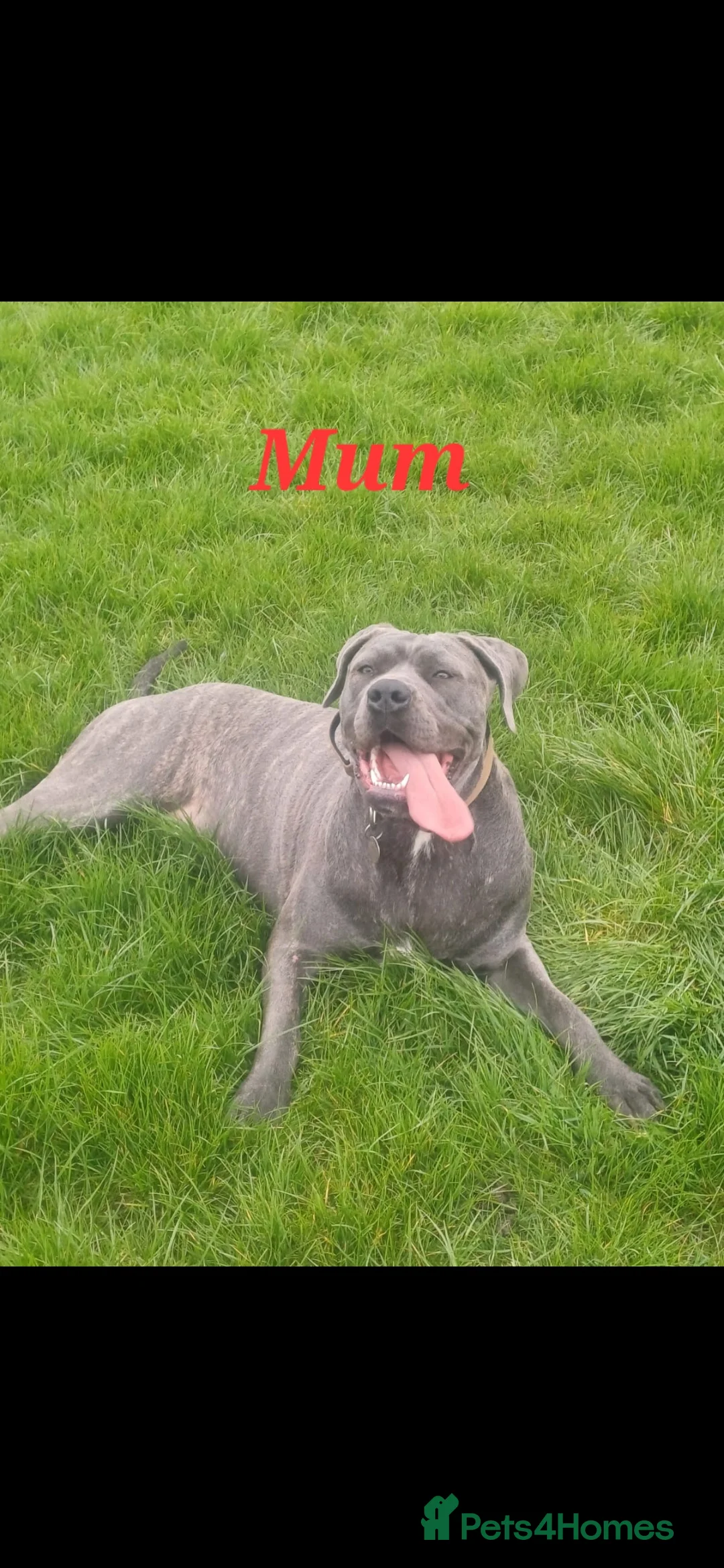 Cane Corso dogs for sale: Stunning 4th Generation Cane Corse Pups  - Advert 3