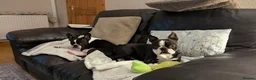 Boston Terrier dogs for sale: Beautiful Boston Terrier Puppies For Sale - Advert 4