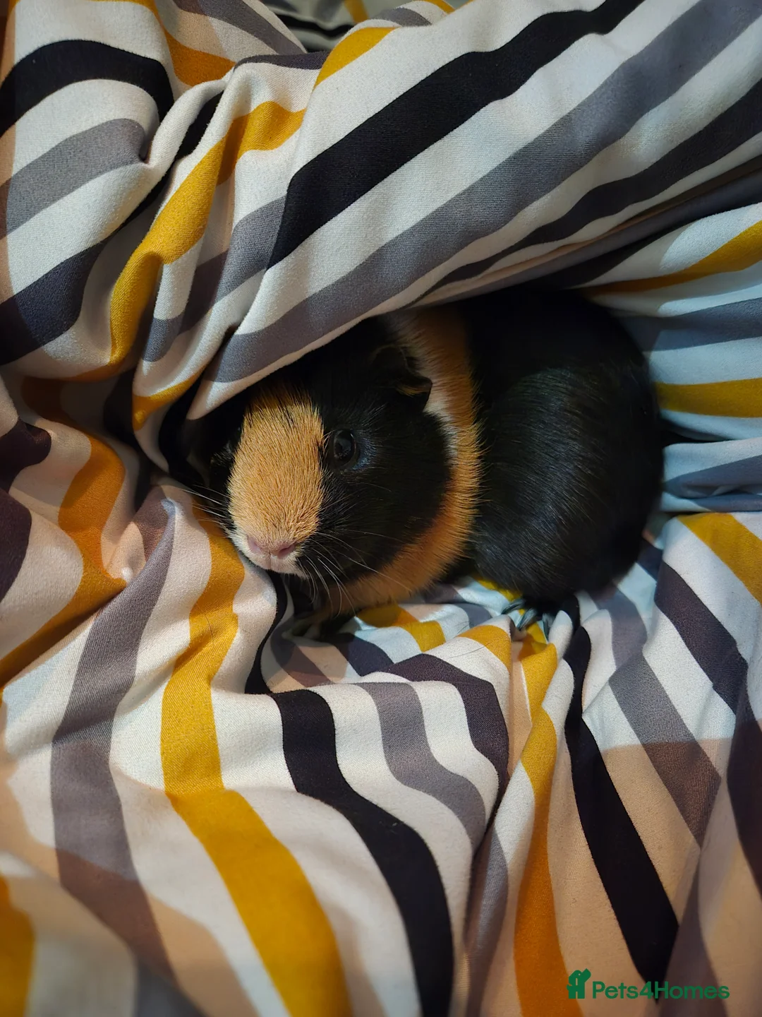 Guinea Pig rodents for sale: 3 bonded female guinea pigs. Mona, Muffin & Coco  - Advert 12