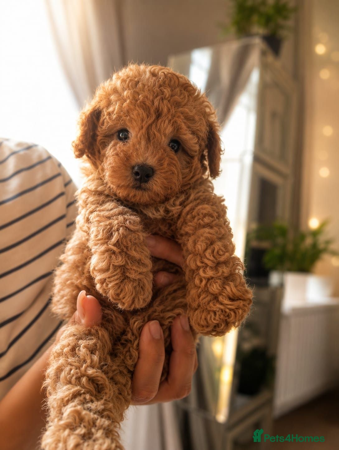Maltipoo dogs 💥Tiny Asian Maltipoo Puppies💥 - Advert 3