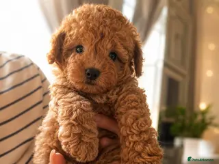 Maltipoo dogs 💥Tiny Asian Maltipoo Puppies💥 - Advert 3